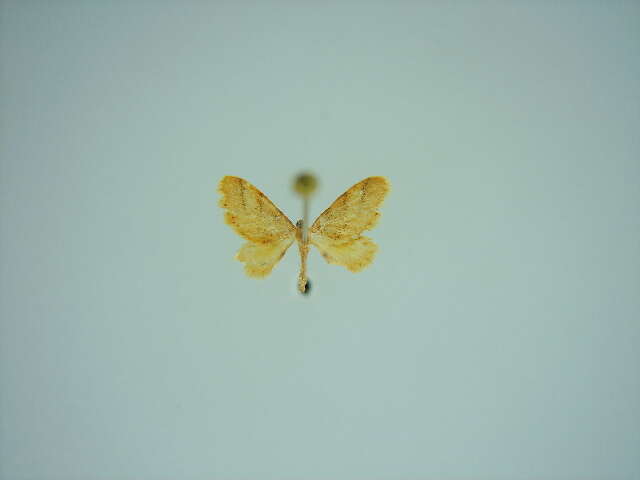 صورة <i>Idaea amputata tigrata</i>