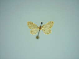 صورة Idaea macrospinata