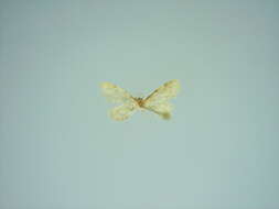 Image of Idaea variabilis