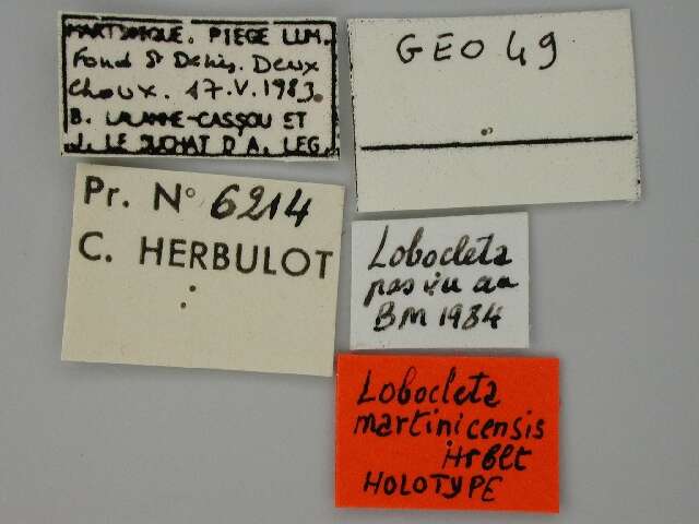 Image of Lobocleta martinicensis Herbulot 1985