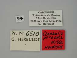 Слика од Ctenaulis peracuta Herbulot 1988