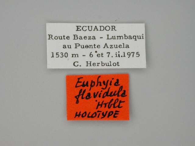 Image of Euphyia flavidula Herbulot 1988