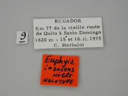 Image of Euphyia insolens Herbulot 1988