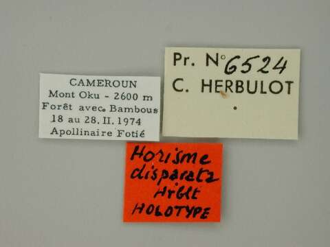 Image of Horisme disparata Herbulot 1988