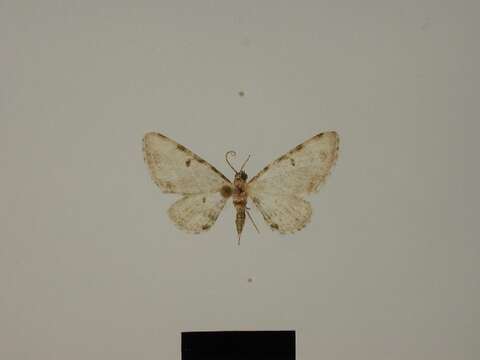 Слика од Eupithecia candicans Herbulot 1988