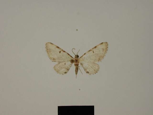 Image of Eupithecia candicans Herbulot 1988