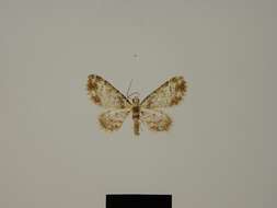 Image of Eupithecia sectilinea Herbulot 1988