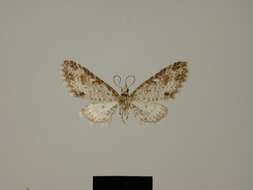 Image of Eupithecia phoebe Herbulot 1987