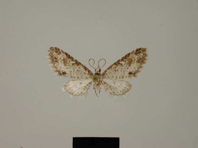 Image of Eupithecia phoebe Herbulot 1987