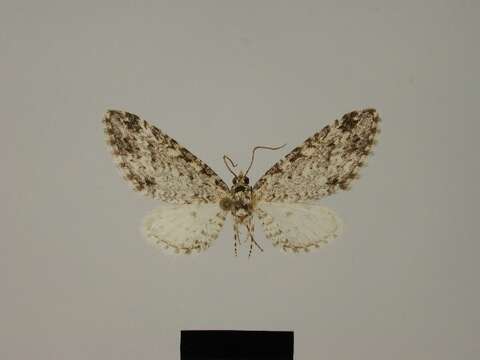 Image of Eupithecia asteria Herbulot 1987