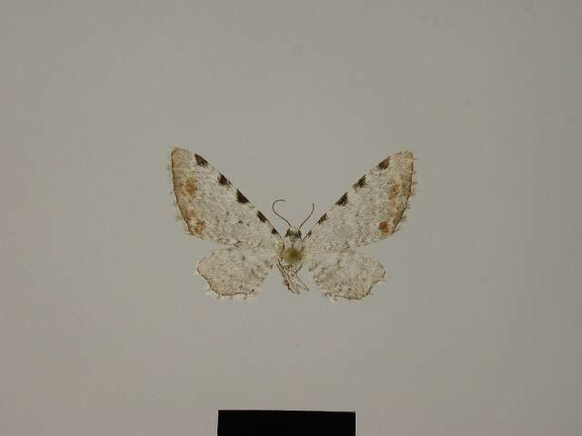 Image of Eupithecia iphiona Herbulot 1987