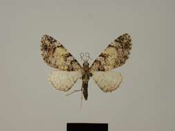 Image of <i>Eupithecia drastica</i>