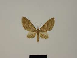 Image of Eupithecia acragas Herbulot 1987