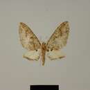 Image of Eupithecia abdera Herbulot 1987