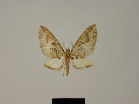 Слика од Eupithecia abdera Herbulot 1987