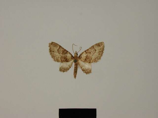 Image of Eupithecia anactoria Herbulot 1987