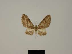 Слика од Eupithecia eupompa Herbulot 1987