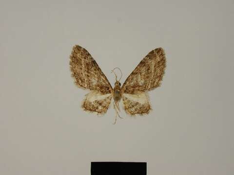 Слика од Eupithecia eupompa Herbulot 1987