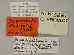 Image of Gymnoscelis oribiensis Herbulot 1981