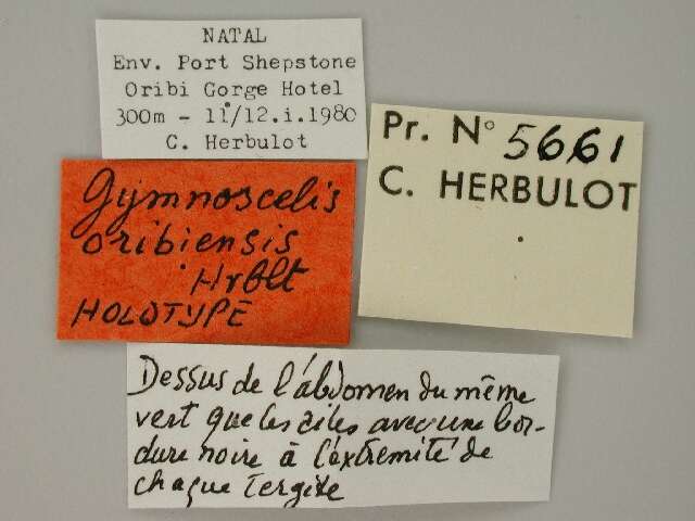 Image of Gymnoscelis oribiensis Herbulot 1981