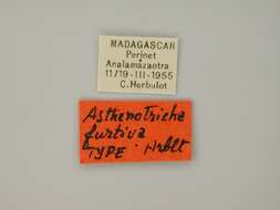 صورة Asthenotricha furtiva Herbulot 1960