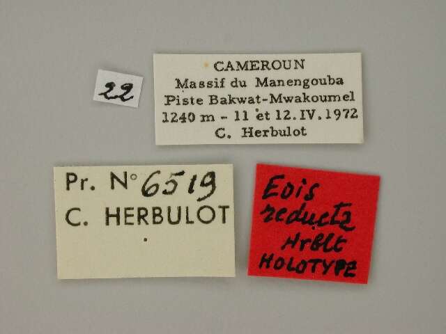 Image of Eois reducta Herbulot 1988