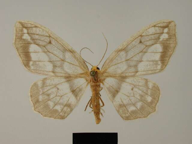 صورة Hydatoscia ategua australis Herbulot 1983