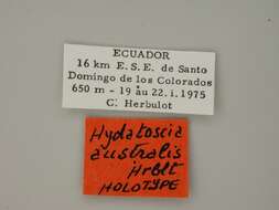 صورة Hydatoscia ategua australis Herbulot 1983