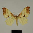 Image of Xenimpia hecqi Herbulot 1996
