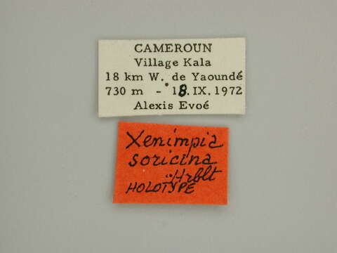 Xenimpia soricina Herbulot 1973 resmi