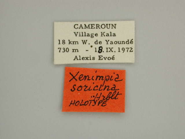 Xenimpia soricina Herbulot 1973 resmi