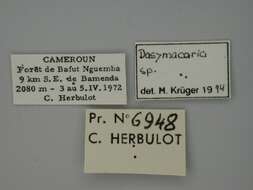 Image of <i>Dasymacaria kruegeri</i> Herbulot 2001