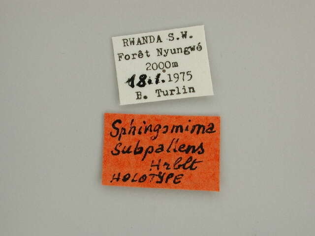 صورة Sphingomima subpallens Herbulot 1979