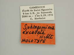 صورة Sphingomima excavata Herbulot 1979