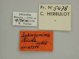 صورة Sphingomima ilicina Herbulot 1979