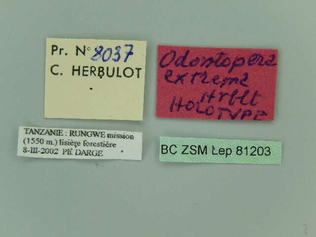 Image de <i>Odontopera extrema</i> Herbulot 2003