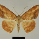 Image of Luxiaria amasa perochrea Herbulot 1993