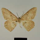 Image of Luxiaria manengouba Herbulot 1986