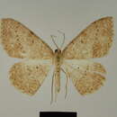 Image of Luxiaria tenella Herbulot 1986