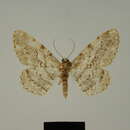 Image of Ectropis devecta Herbulot 1966
