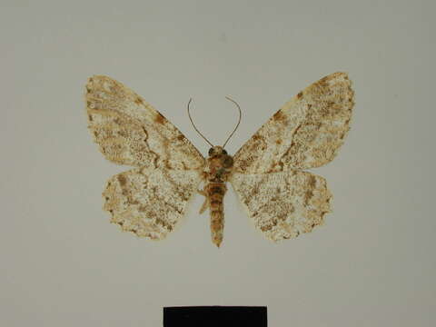 Image of Ectropis devecta Herbulot 1966