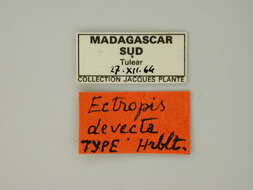 Image of Ectropis devecta Herbulot 1966