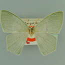 Image of Prasinocyma leucopis exilior Fletcher 1958