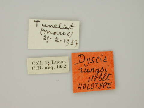 Image of Dyscia rungsi Herbulot 1981