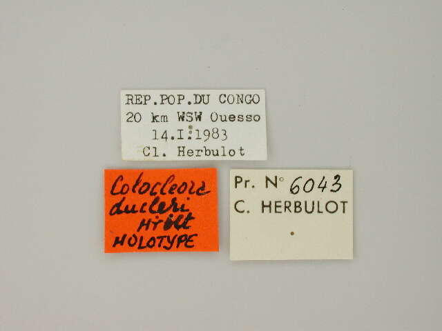 صورة Colocleora ducleri Herbulot 1983