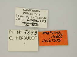 صورة Colocleora malvina Herbulot 1982