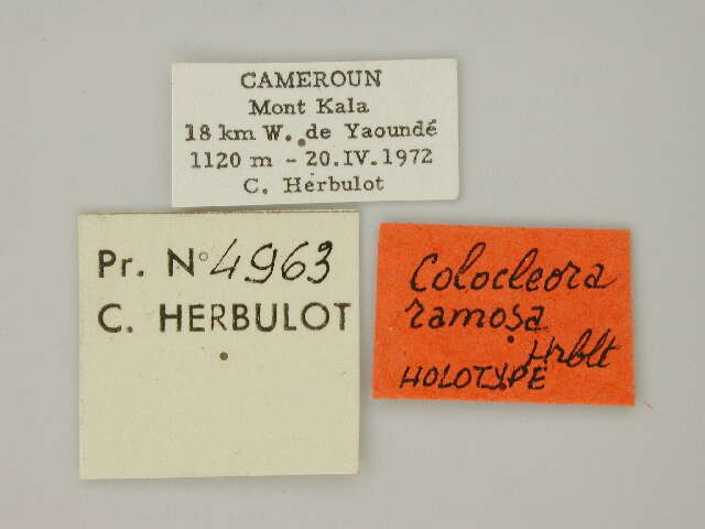 صورة Colocleora ramosa Herbulot 1973