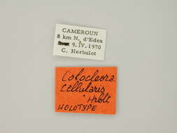 صورة Colocleora cellularis Herbulot 1973