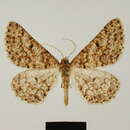 Image of Ectropis ikonda Herbulot 1981