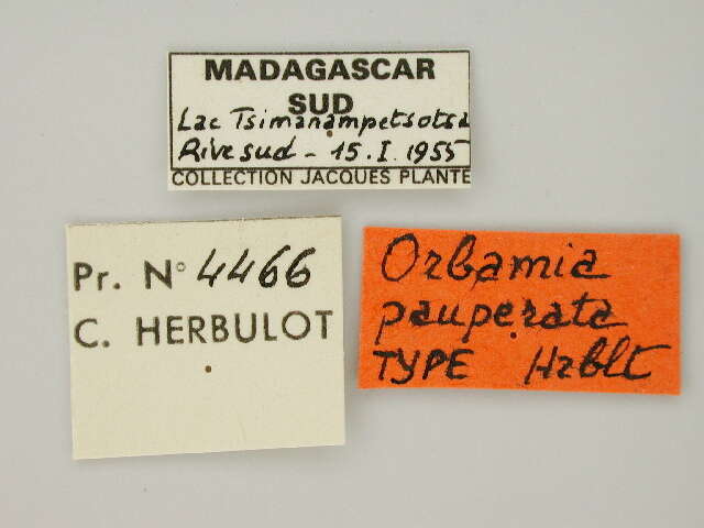 صورة Orbamia pauperata Herbulot 1966